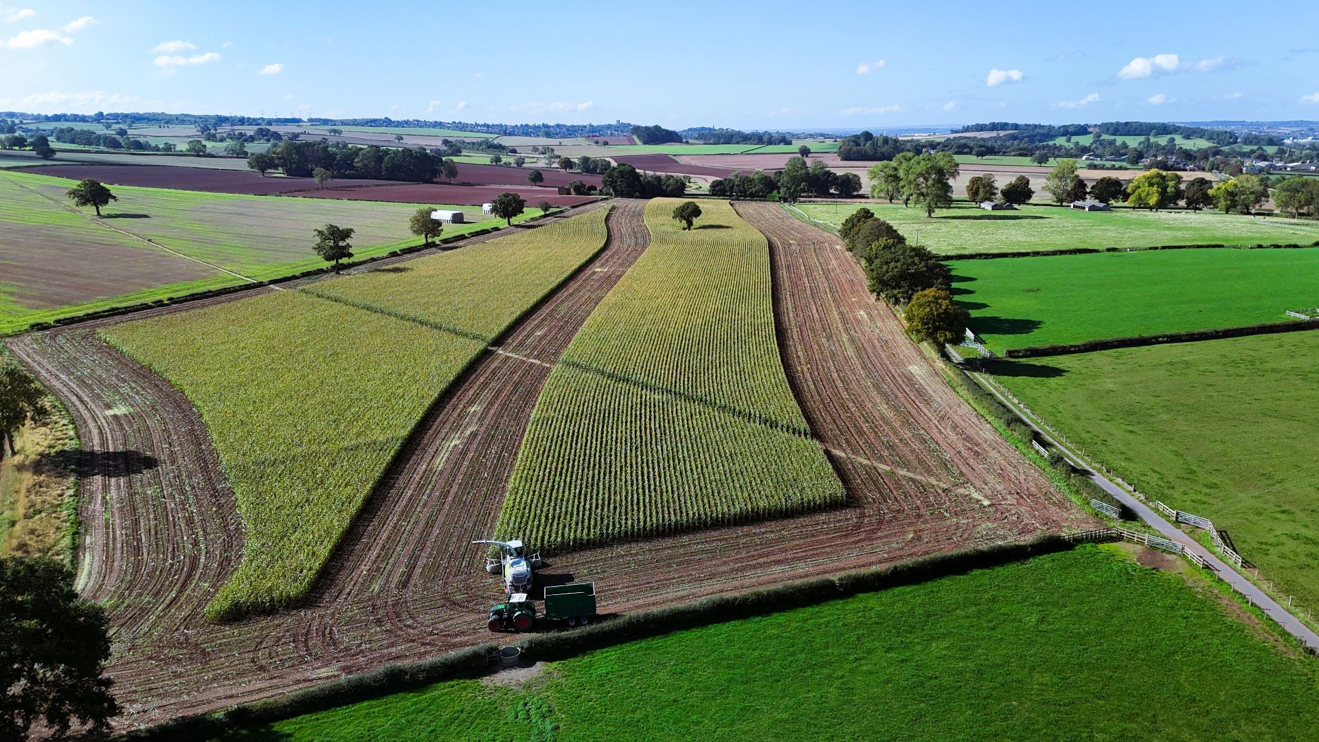 Maize Harvest